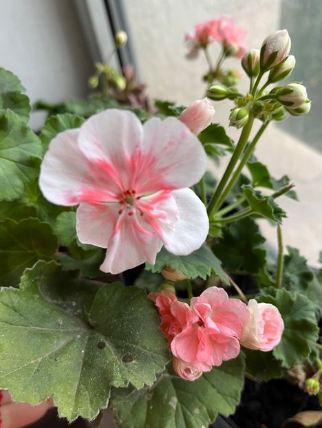 CF699AC7-B3EF-4939-BEDB-D6C52835E5F3 - Muscate