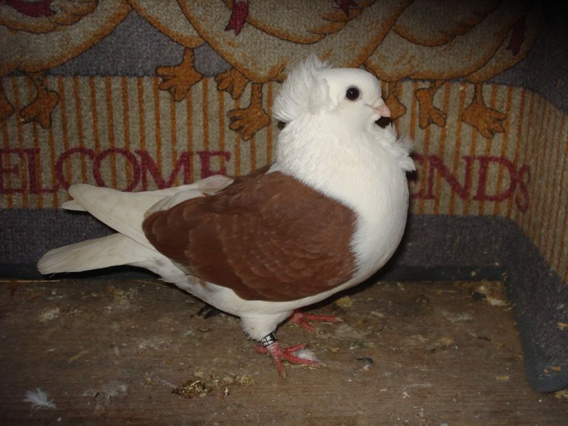 f 48-22 la florin - decembrie 22