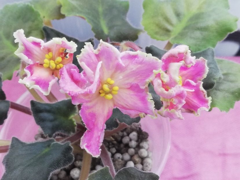 4 nov - AV Barbariska