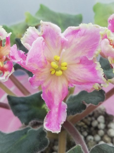 4 nov - AV Barbariska