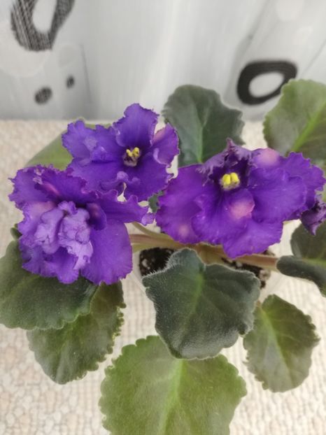 12 nov - ZZ AV Svirepyj Bambr