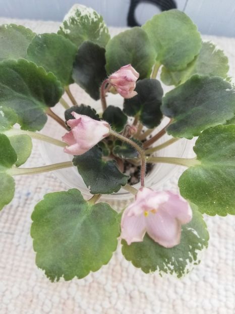 25 nov - AV Vechnostj