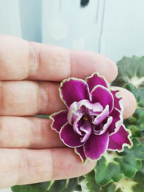 18 nov - BO Ptitsa Radostj