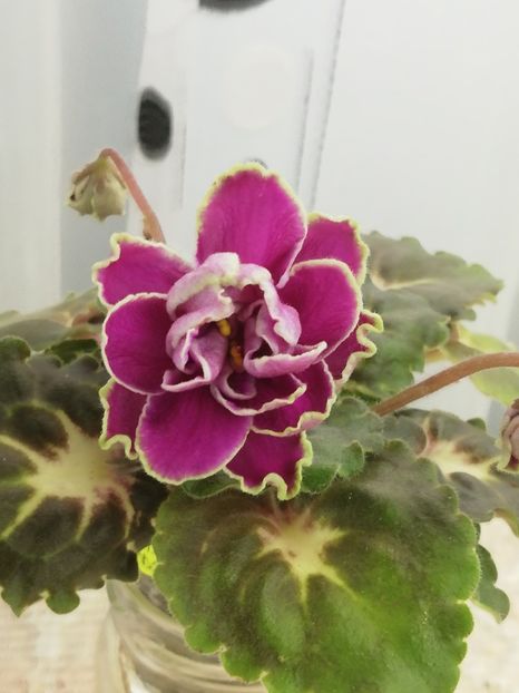 18 nov - BO Ptitsa Radostj