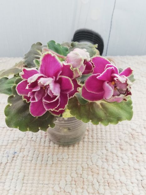 25 nov - BO Ptitsa Radostj