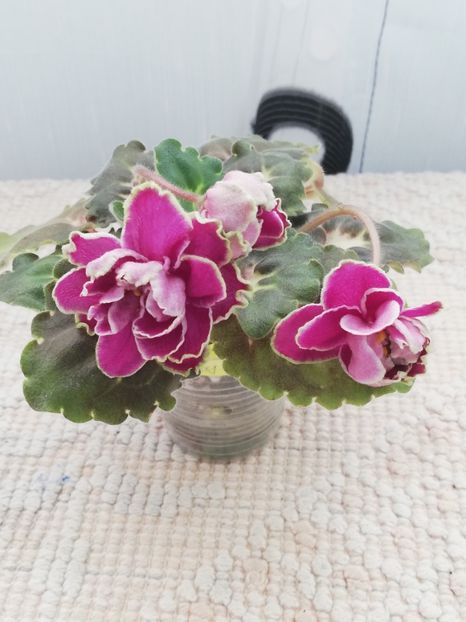 25 nov - BO Ptitsa Radostj