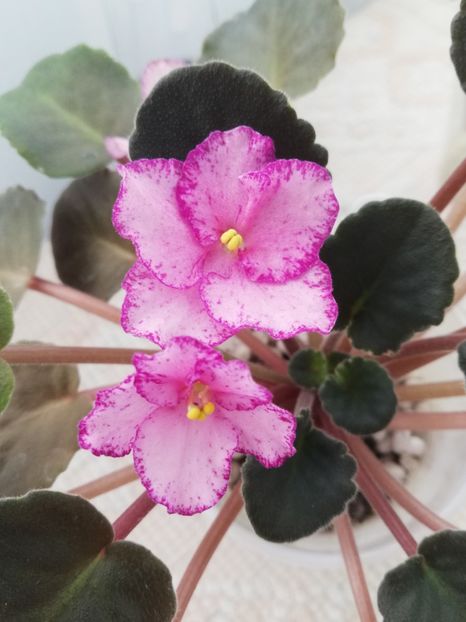 25 nov - ZZ Buckeye Cranberry Sparkler