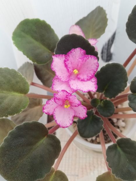 25 nov - ZZ Buckeye Cranberry Sparkler