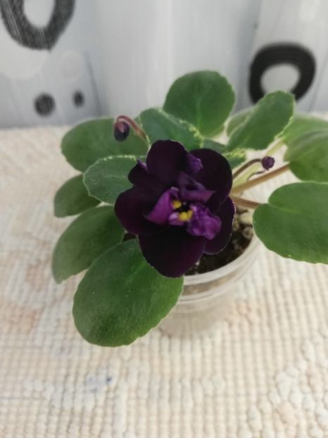 12 nov - Dark Night of the Soul