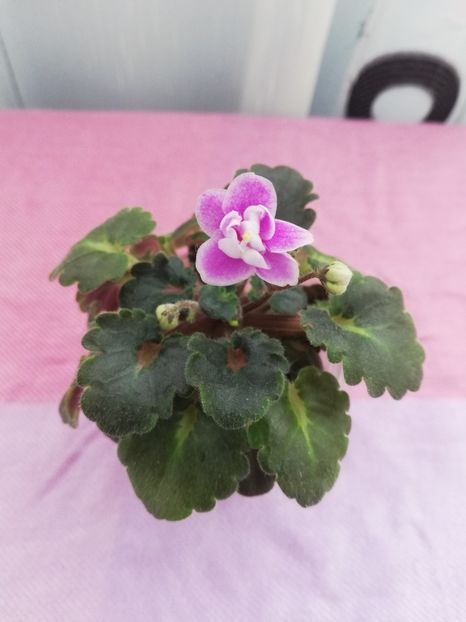 4 nov - Fay s Madeleine