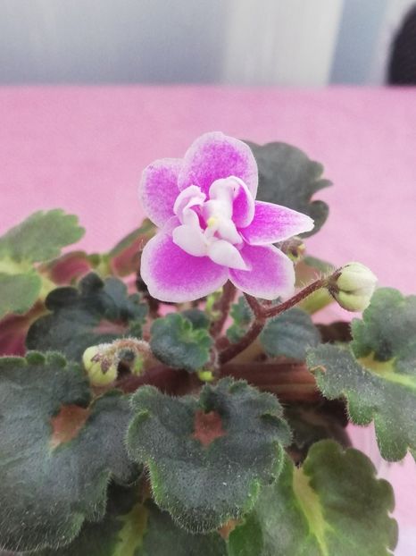 4 nov - Fay s Madeleine