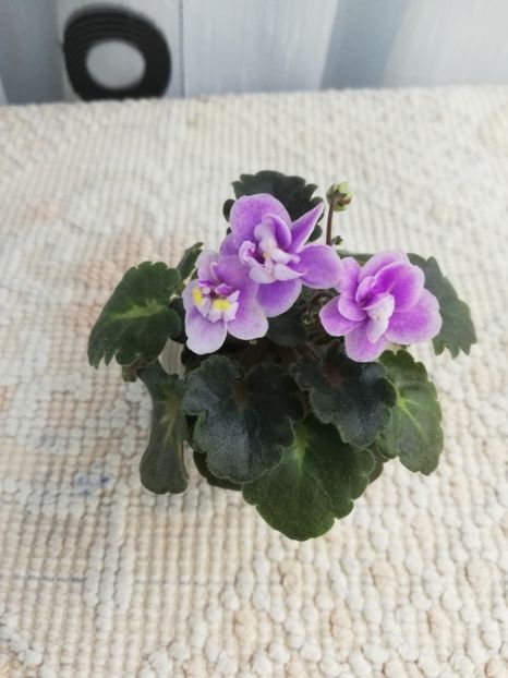 12 nov - Fay s Madeleine