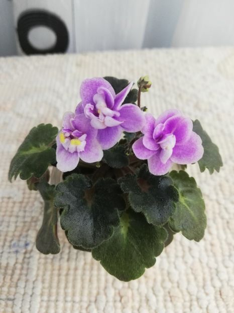 12 nov - Fay s Madeleine