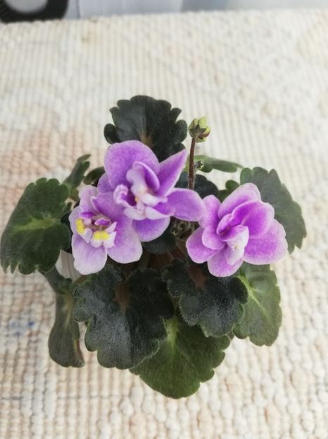 12 nov - Fay s Madeleine