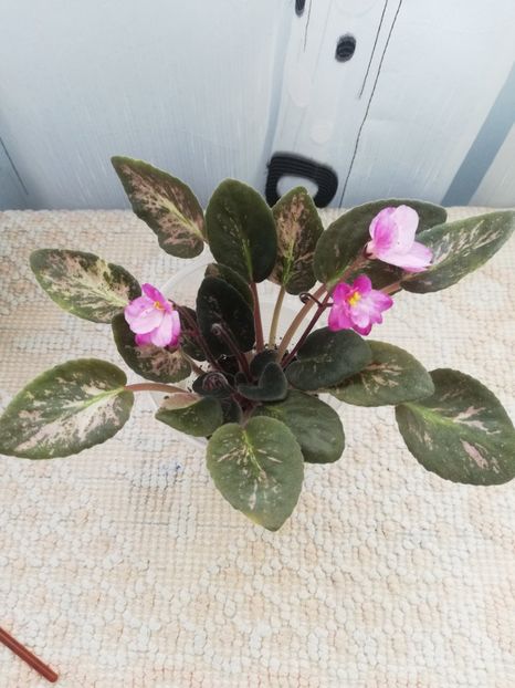 25 nov - Hand Picked