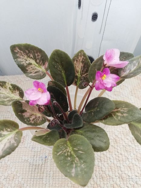 25 nov - Hand Picked