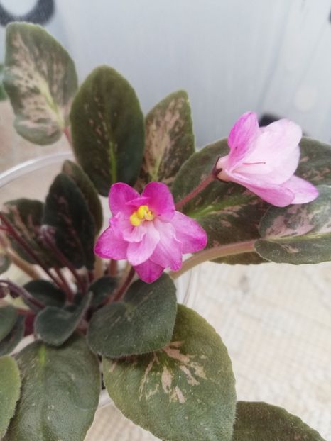 25 nov - Hand Picked