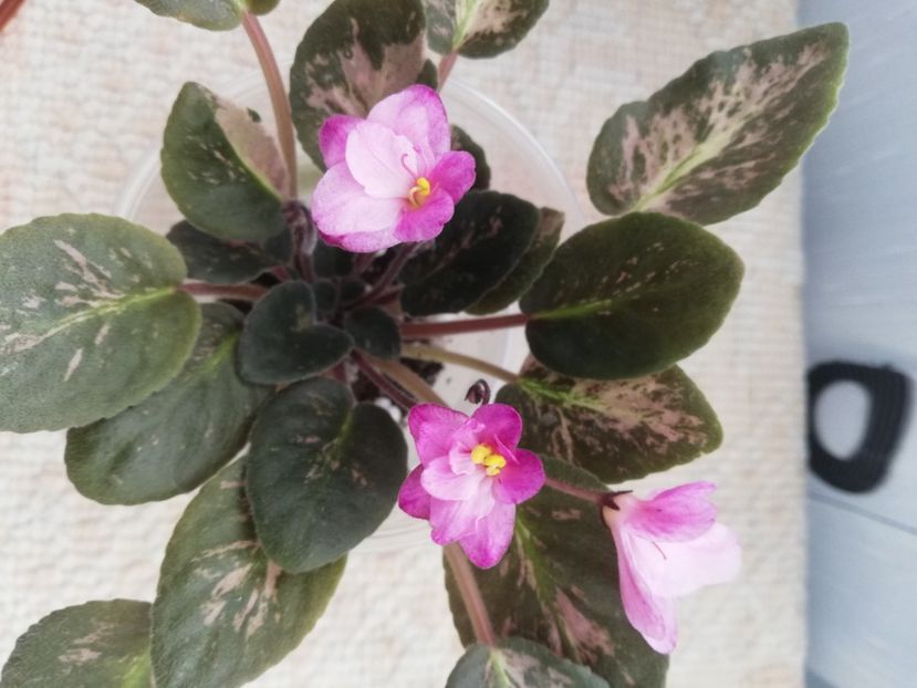 25 nov - Hand Picked