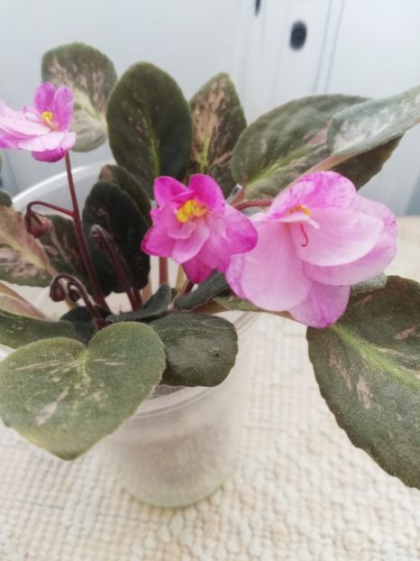 25 nov - Hand Picked