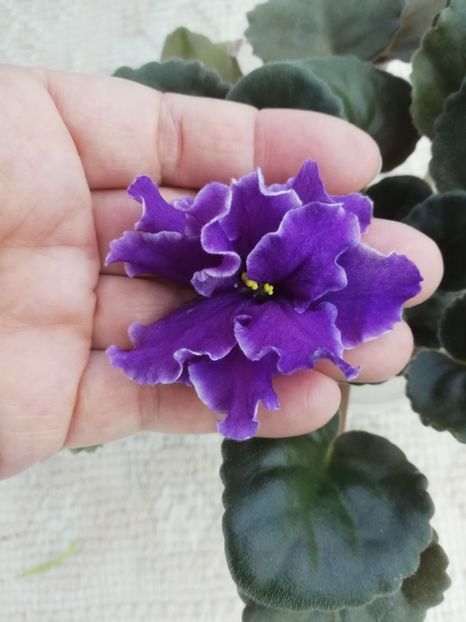 18 nov - ZZ Ian Tornado sport