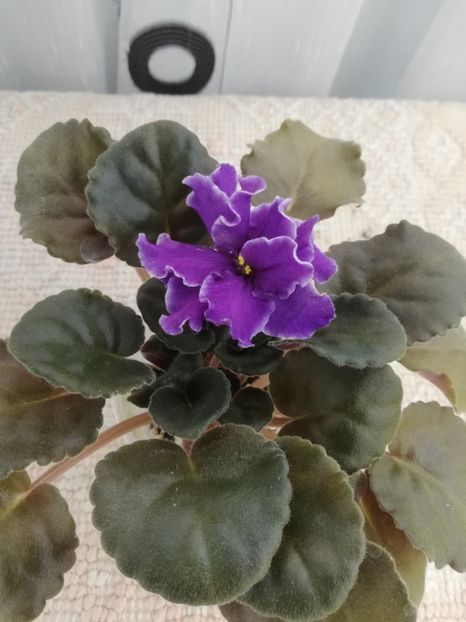 18 nov - ZZ Ian Tornado sport