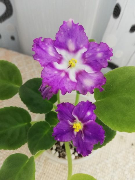 18 nov - LE Rain Melody