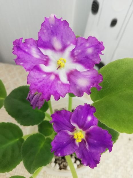 18 nov - LE Rain Melody