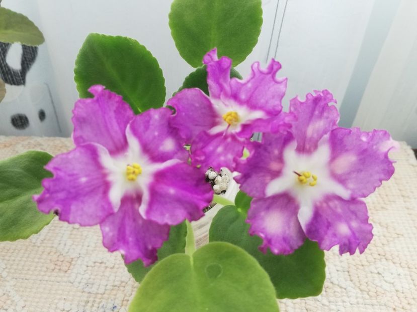 25 nov - LE Rain Melody