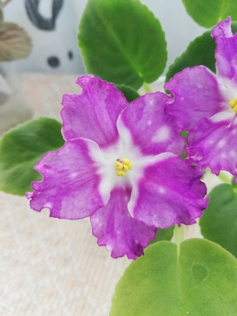 25 nov - LE Rain Melody