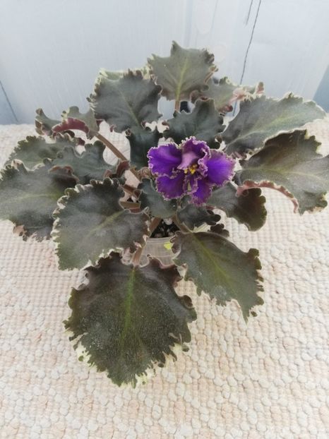 25 nov - LE Sedoj Graf