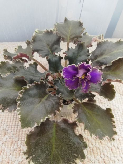 25 nov - LE Sedoj Graf