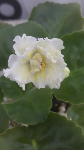 22 iun - LE Zoloto Nibelungov