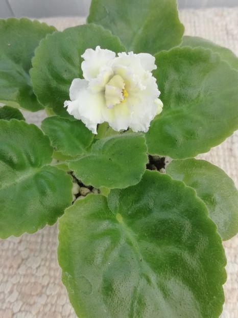 22 iun - LE Zoloto Nibelungov