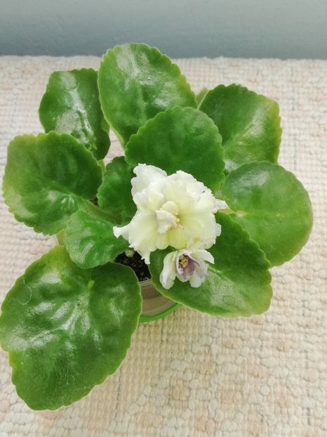 7 iul - LE Zoloto Nibelungov