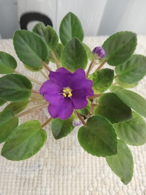 12 nov - Mac s Cosmic Cabaret