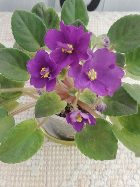 18 nov - Mac s Cosmic Cabaret