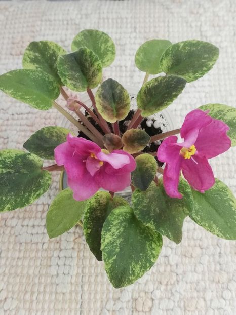 18 nov - Mac s Cosmic Cabaret