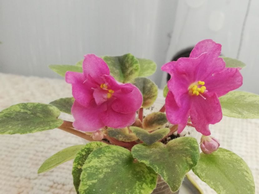 18 nov - Mac s Cosmic Cabaret