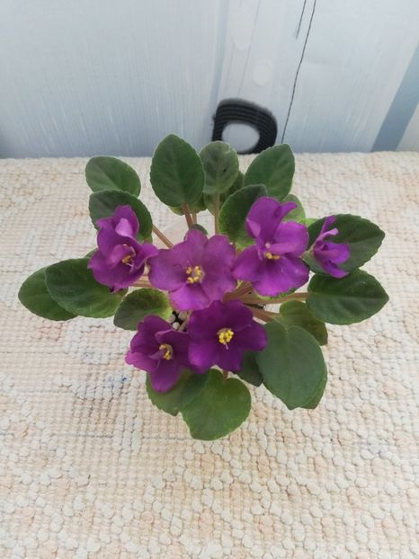 25 nov - Mac s Cosmic Cabaret