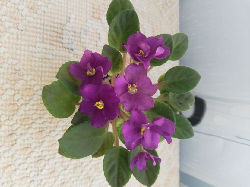 25 nov - Mac s Cosmic Cabaret