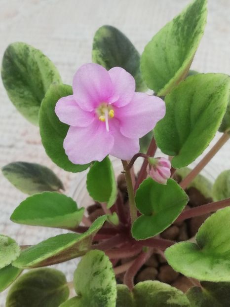 18 iul - Mac s Tiamat