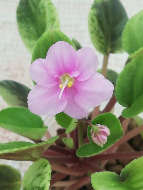 18 iul - Mac s Tiamat