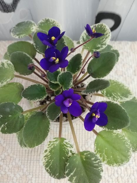 12 nov - Mac s Very Indigo