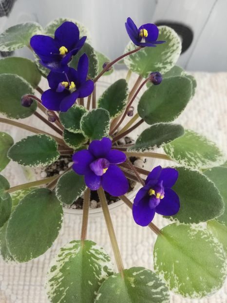 12 nov - Mac s Very Indigo