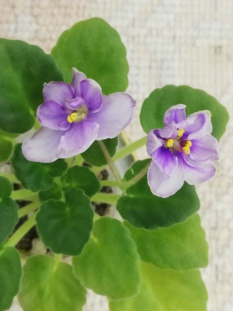 18 nov - Morgan s Heliotrope Fairy