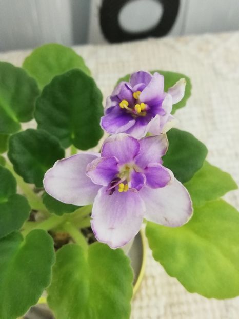 18 nov - Morgan s Heliotrope Fairy