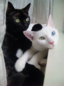 103832528_CQAKXYJ3 - tabu
