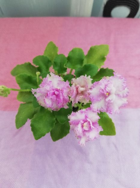 4 nov - N Kruzhevnitsa