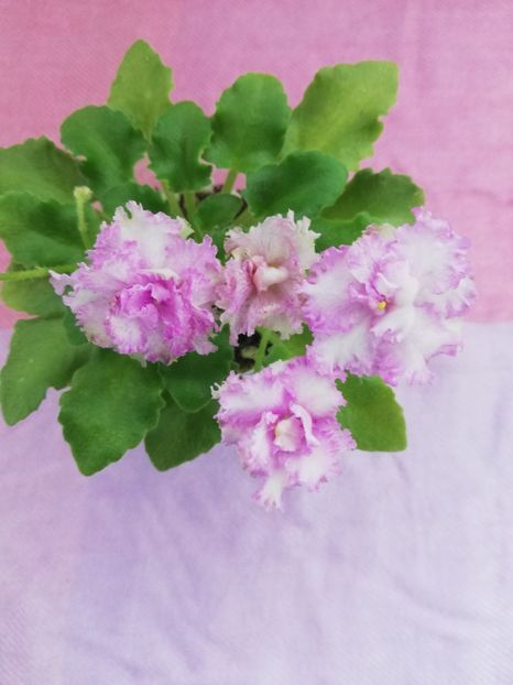 4 nov - N Kruzhevnitsa