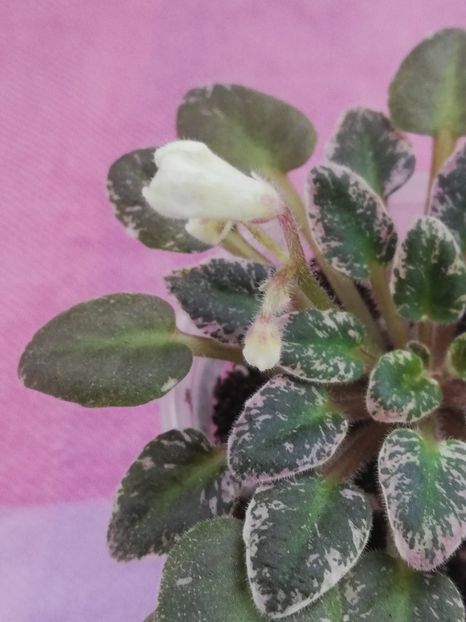 4 nov - N Lesnoy Rodnik